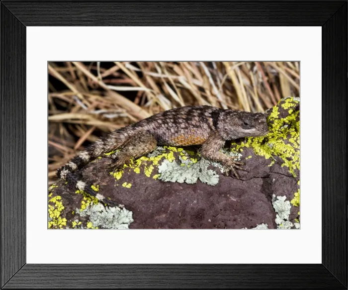 Framed Print : Picture No. 10890061 Framed Print : Picture No. 10890061