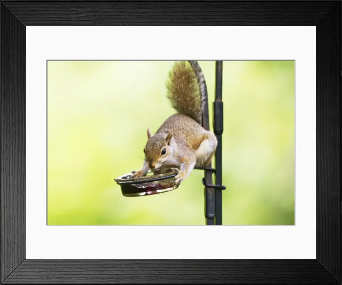 Framed Print : Picture No. 10890066 Framed Print : Picture No. 10890066