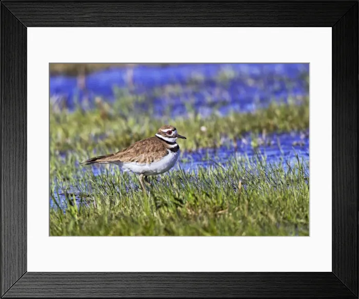 Framed Print : Picture No. 10890070 Framed Print : Picture No. 10890070
