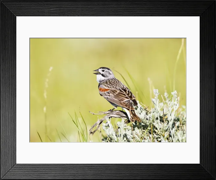 Framed Print : Picture No. 10890074 Framed Print : Picture No. 10890074
