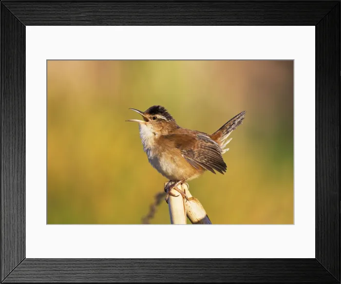 Framed Print : Picture No. 10890072 Framed Print : Picture No. 10890072