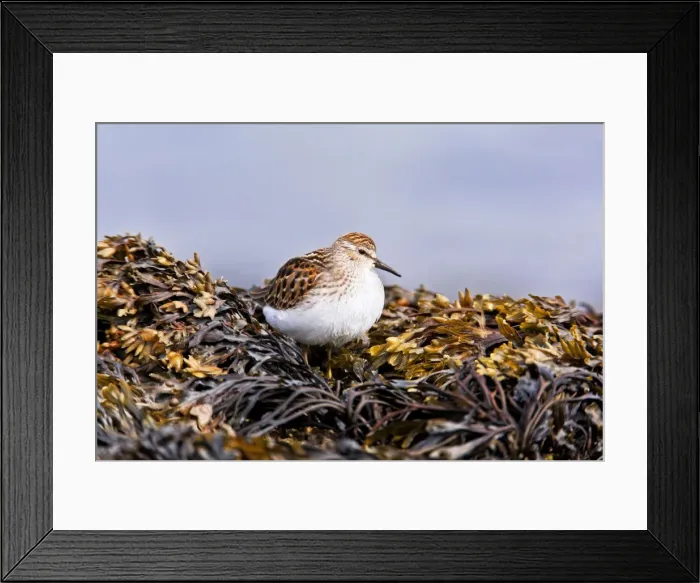 Framed Print : Picture No. 10890071 Framed Print : Picture No. 10890071
