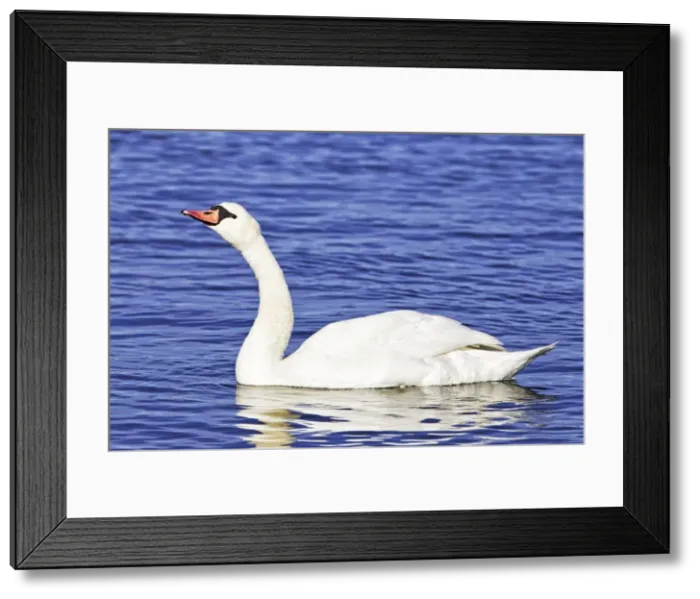 Framed Print : Picture No. 10890076 Framed Print : Picture No. 10890076