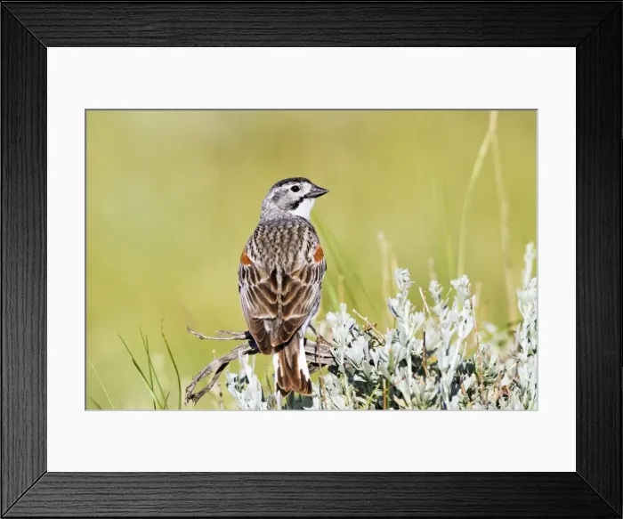 Framed Print : Picture No. 10890073 Framed Print : Picture No. 10890073