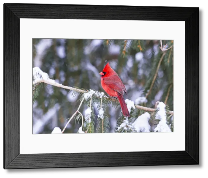 Framed Print : Picture No. 10890077 Framed Print : Picture No. 10890077