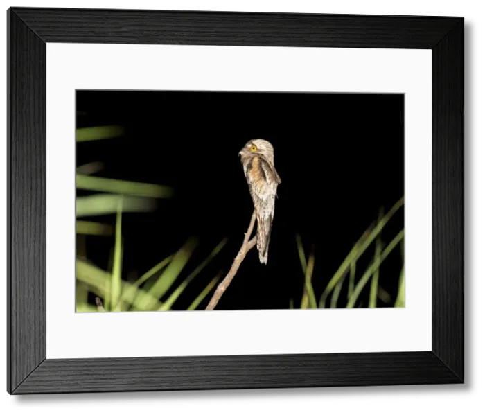 Framed Print : Picture No. 10890080
