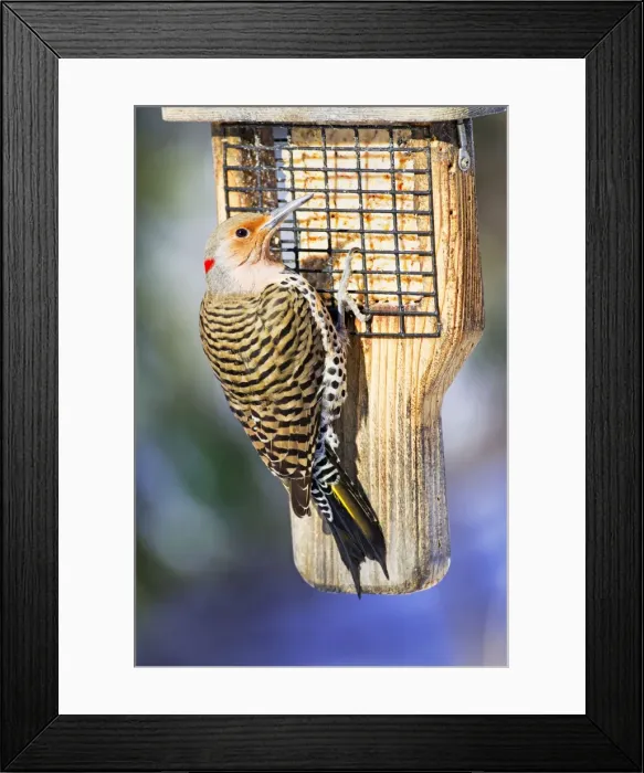 Framed Print : Picture No. 10890078 Framed Print : Picture No. 10890078