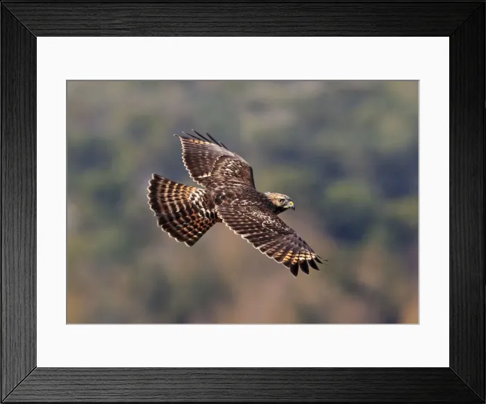 Framed Print : Picture No. 10890104 Framed Print : Picture No. 10890104