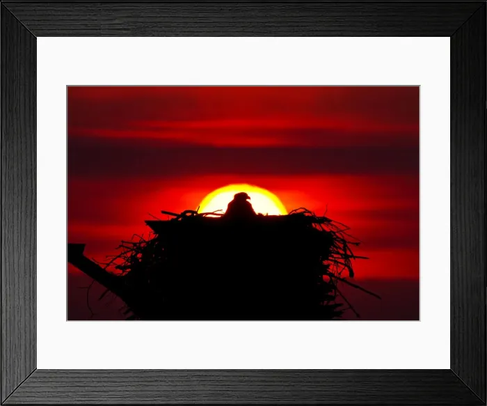 Framed Print : Picture No. 10890083 Framed Print : Picture No. 10890083