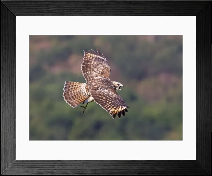 Framed Print : Picture No. 10890101 Framed Print : Picture No. 10890101