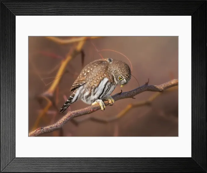 Framed Print : Picture No. 10890081 Framed Print : Picture No. 10890081