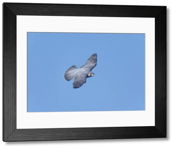 Framed Print : Picture No. 10890085