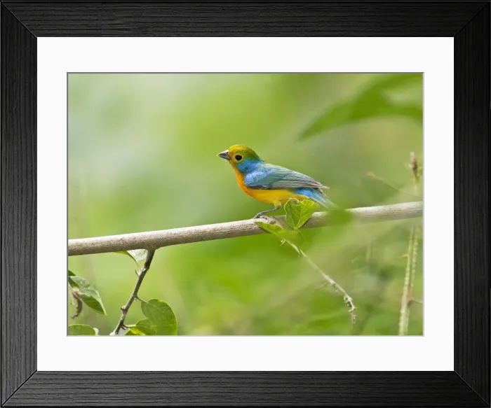 Framed Print : Picture No. 10890082 Framed Print : Picture No. 10890082