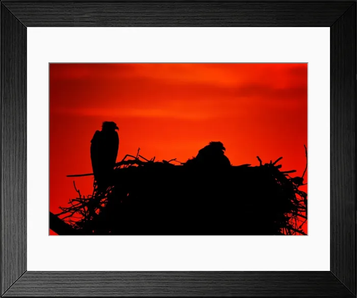 Framed Print : Picture No. 10890084 Framed Print : Picture No. 10890084