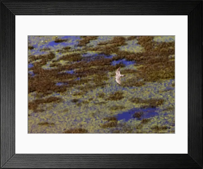 Framed Print : Picture No. 10890092 Framed Print : Picture No. 10890092