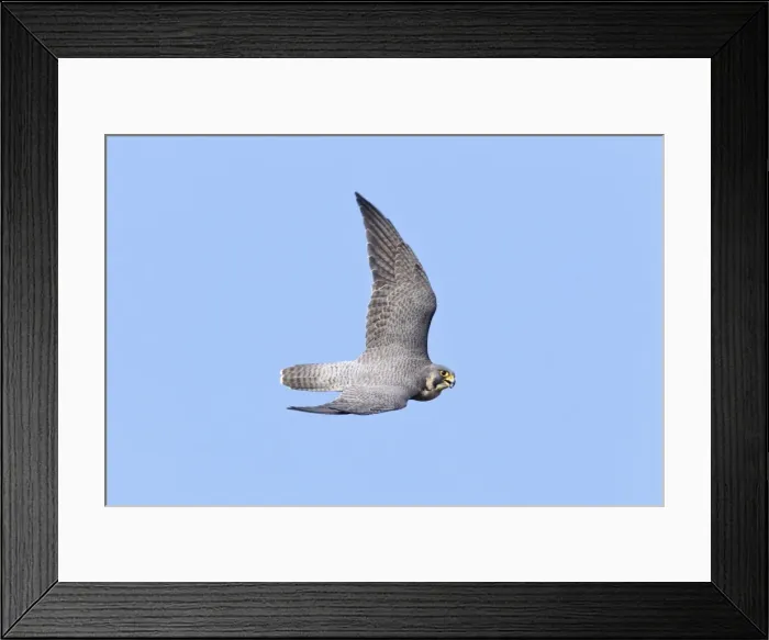 Framed Print : Picture No. 10890091 Framed Print : Picture No. 10890091