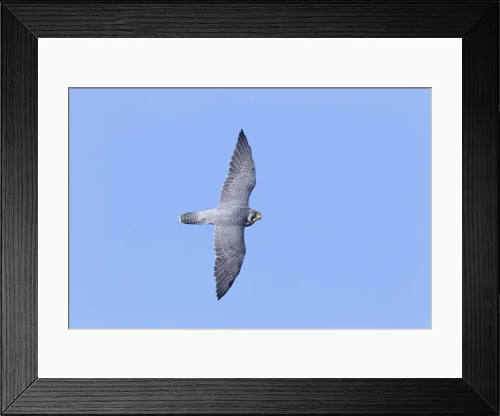 Framed Print : Picture No. 10890090 Framed Print : Picture No. 10890090