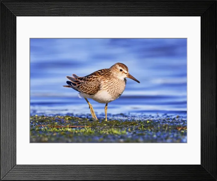 Framed Print : Picture No. 10890093