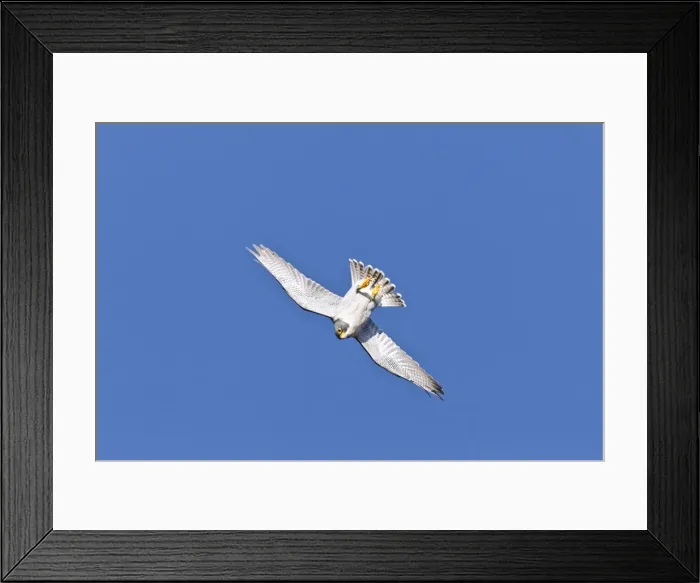 Framed Print : Picture No. 10890089 Framed Print : Picture No. 10890089