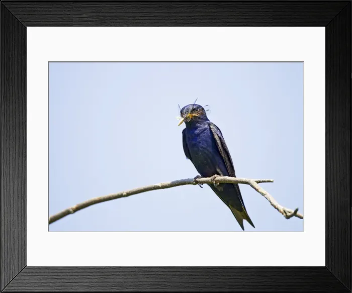 Framed Print : Picture No. 10890096 Framed Print : Picture No. 10890096