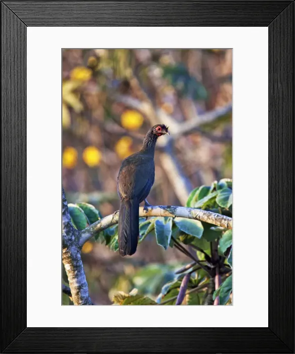 Framed Print : Picture No. 10890097 Framed Print : Picture No. 10890097