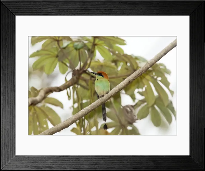 Framed Print : Picture No. 10890098 Framed Print : Picture No. 10890098
