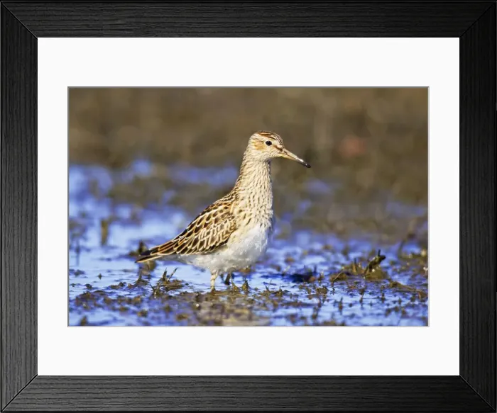 Framed Print : Picture No. 10890094