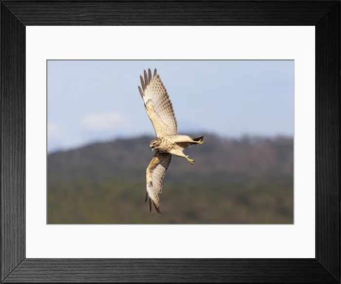 Framed Print : Picture No. 10890099 Framed Print : Picture No. 10890099