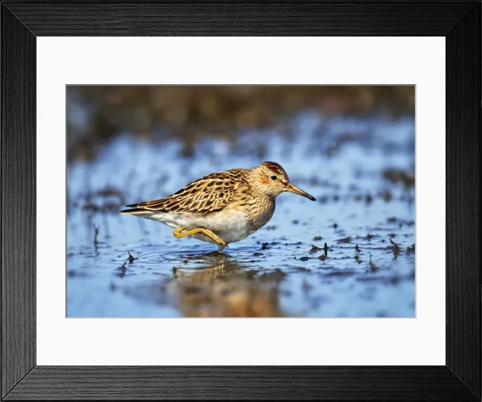 Framed Print : Picture No. 10890095 Framed Print : Picture No. 10890095