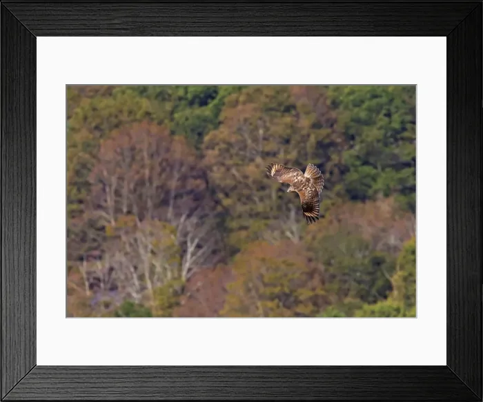 Framed Print : Picture No. 10890102 Framed Print : Picture No. 10890102