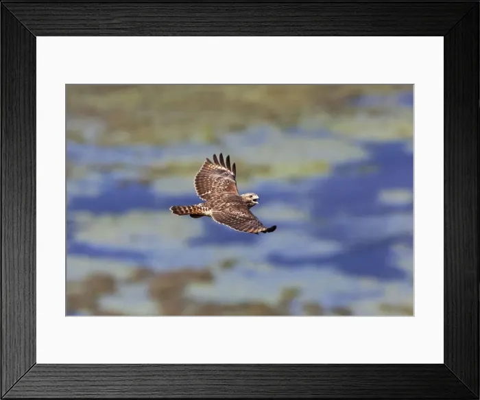Framed Print : Picture No. 10890103 Framed Print : Picture No. 10890103