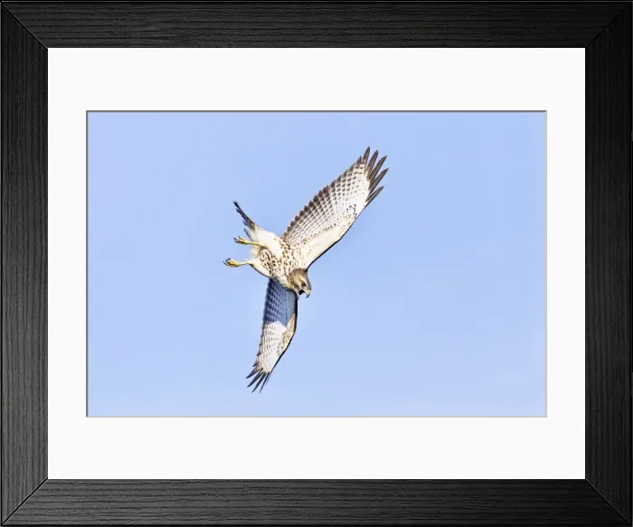 Framed Print : Picture No. 10890106 Framed Print : Picture No. 10890106
