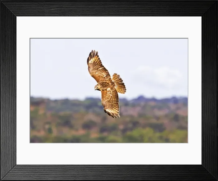 Framed Print : Picture No. 10890100 Framed Print : Picture No. 10890100
