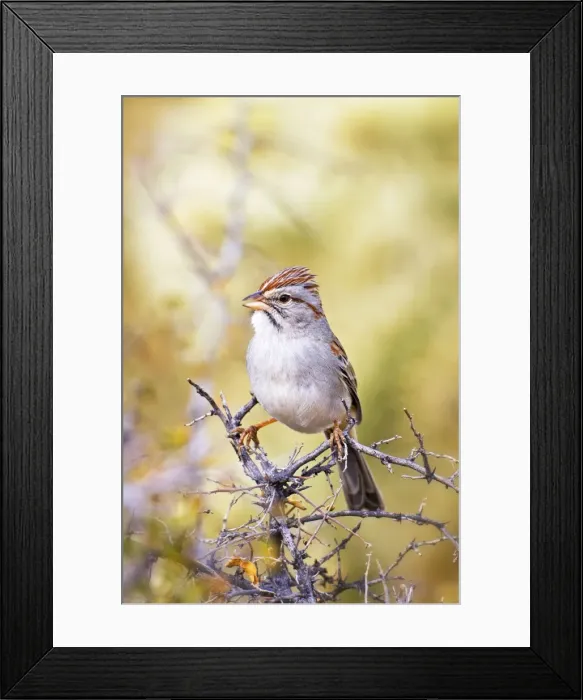 Framed Print : Picture No. 10890113 Framed Print : Picture No. 10890113