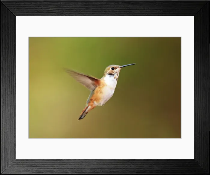 Framed Print : Picture No. 10890112 Framed Print : Picture No. 10890112