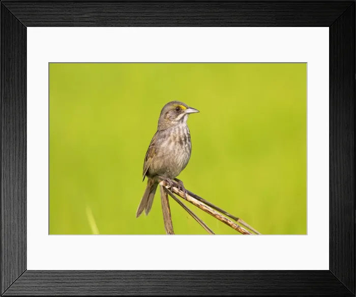 Framed Print : Picture No. 10890115 Framed Print : Picture No. 10890115