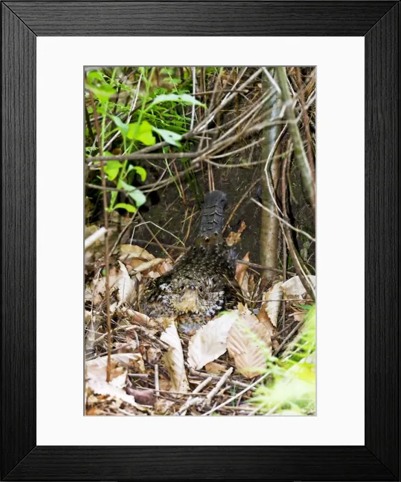 Framed Print : Picture No. 10890107 Framed Print : Picture No. 10890107