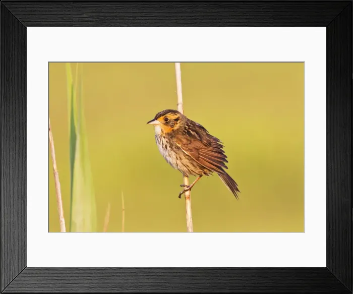 Framed Print : Picture No. 10890114 Framed Print : Picture No. 10890114