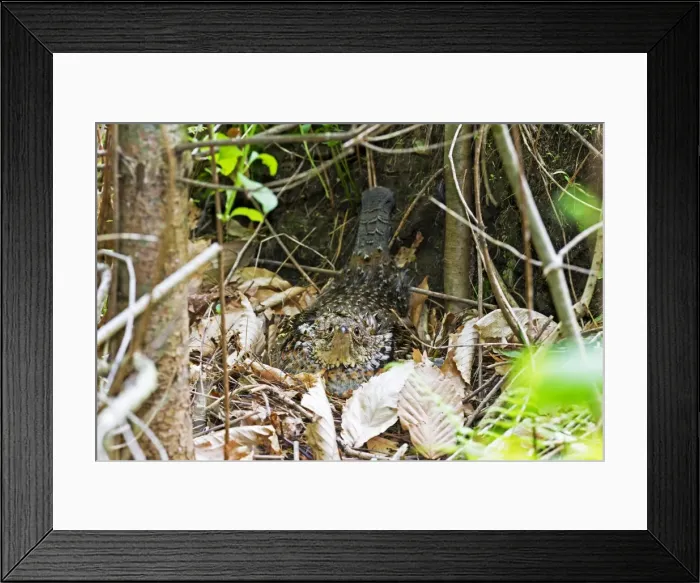 Framed Print : Picture No. 10890111 Framed Print : Picture No. 10890111