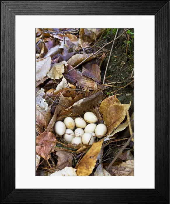 Framed Print : Picture No. 10890110 Framed Print : Picture No. 10890110