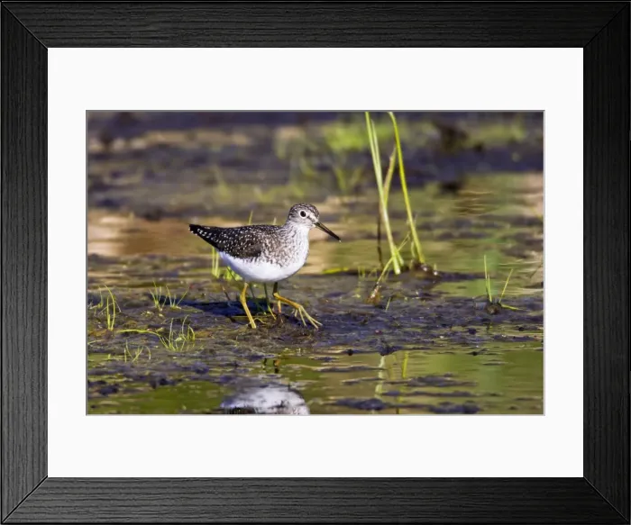 Framed Print : Picture No. 10890121 Framed Print : Picture No. 10890121