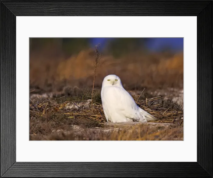 Framed Print : Picture No. 10890120 Framed Print : Picture No. 10890120