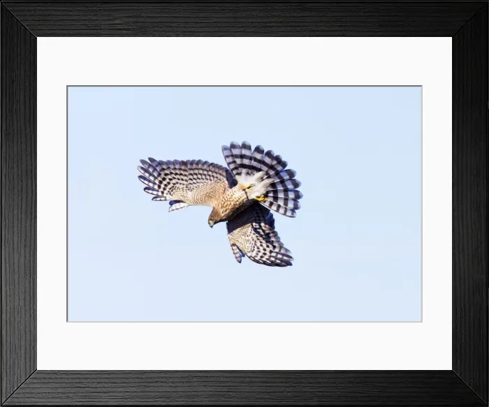Framed Print : Picture No. 10890123