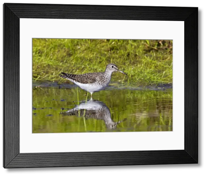 Framed Print : Picture No. 10890122 Framed Print : Picture No. 10890122