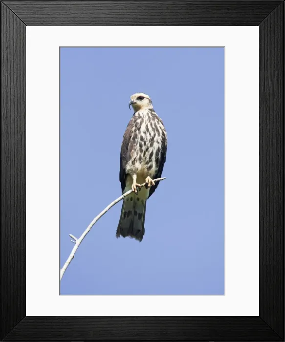 Framed Print : Picture No. 10890116 Framed Print : Picture No. 10890116
