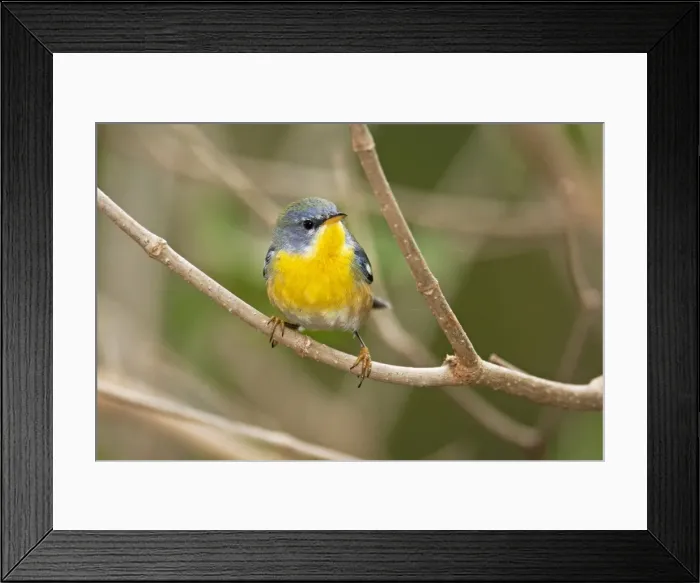 Framed Print : Picture No. 10890126 Framed Print : Picture No. 10890126