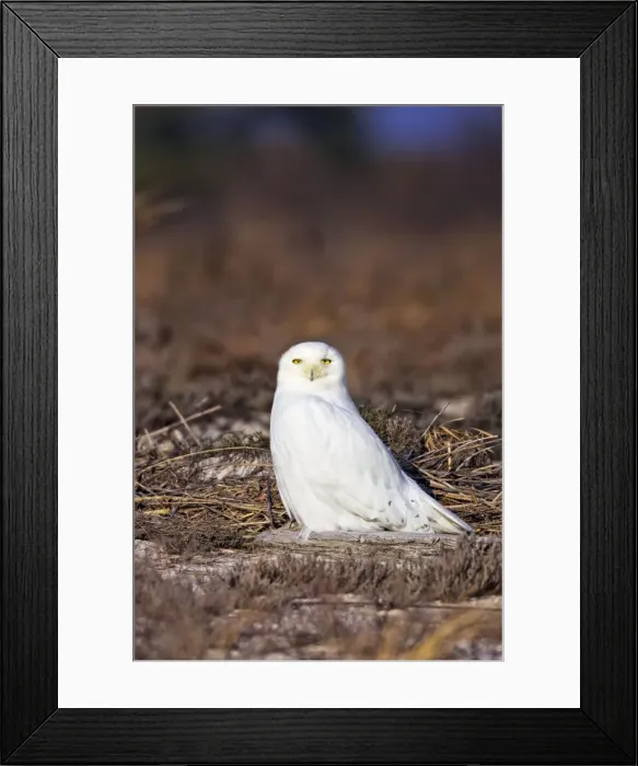 Framed Print : Picture No. 10890118 Framed Print : Picture No. 10890118