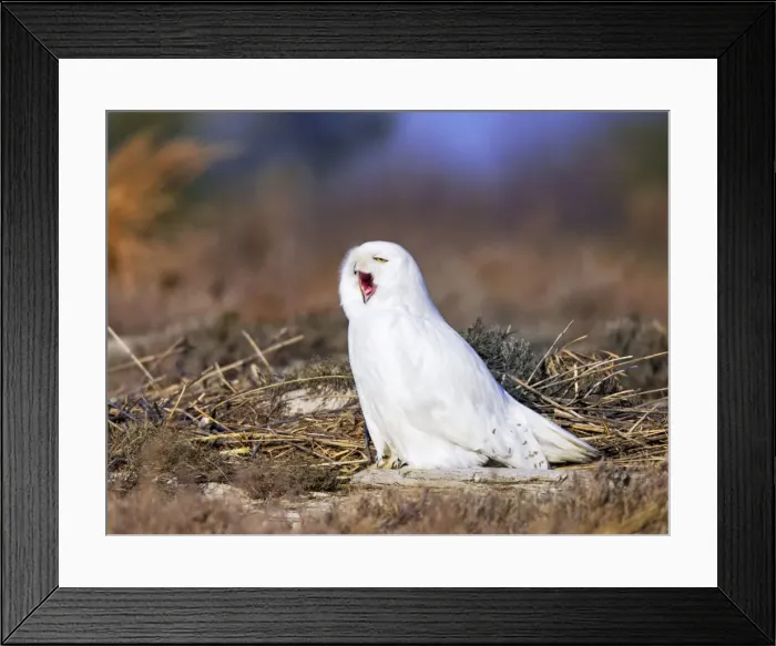 Framed Print : Picture No. 10890119 Framed Print : Picture No. 10890119