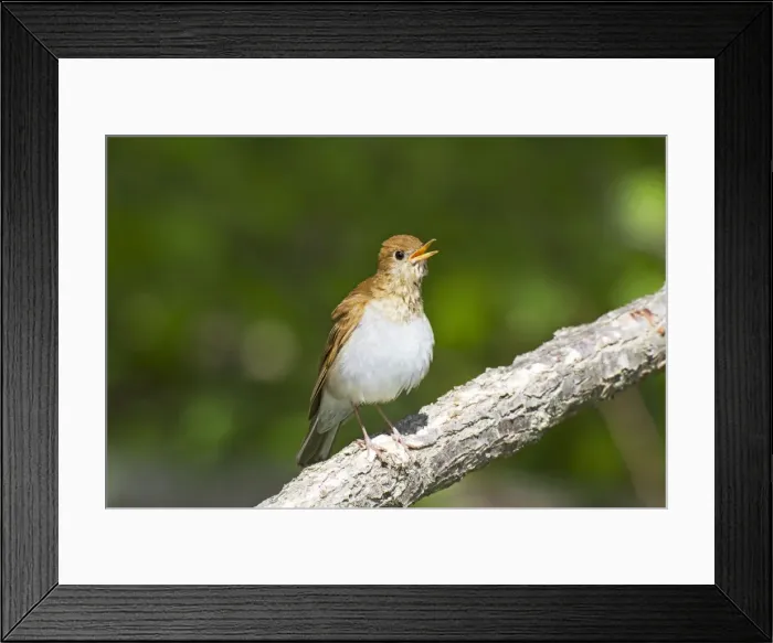 Framed Print : Picture No. 10890127 Framed Print : Picture No. 10890127