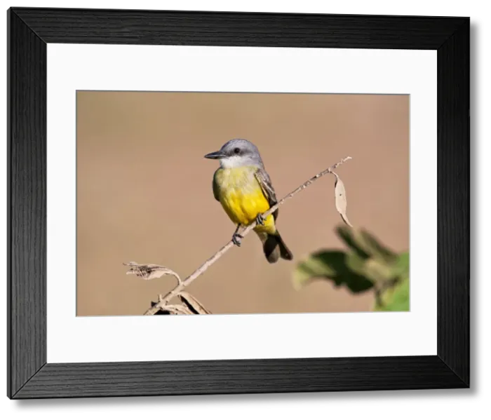 Framed Print : Picture No. 10890125 Framed Print : Picture No. 10890125